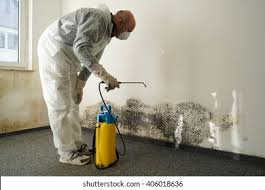 Best Black Mold Removal  in Elkhart, TX